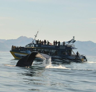 Kaikoura Day Tour from Christchurch